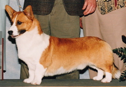 Labasheeda